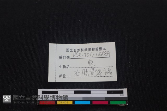 梅花鹿骨藏品圖，第3張