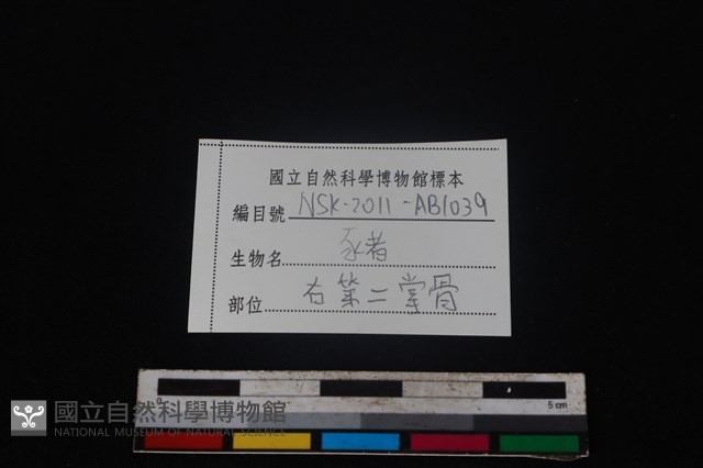 豬骨藏品圖，第3張