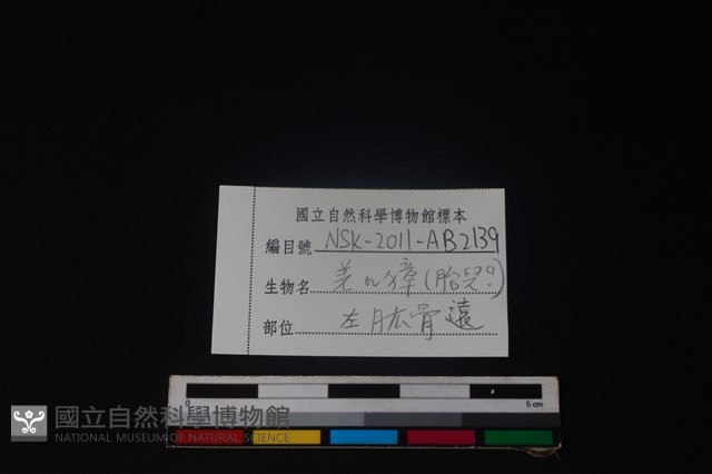 羌或獐骨藏品圖，第3張