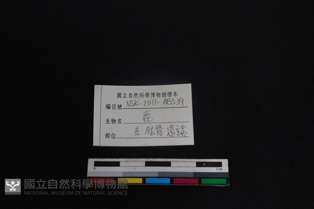 梅花鹿骨藏品圖，第3張