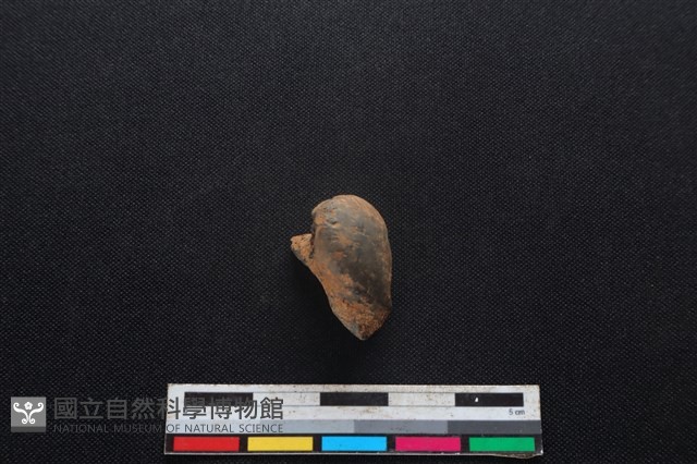 鹿科骨藏品圖，第3張