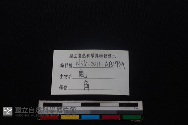 梅花鹿骨藏品圖，第3張