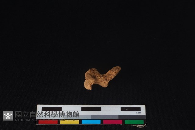 狗骨藏品圖，第3張