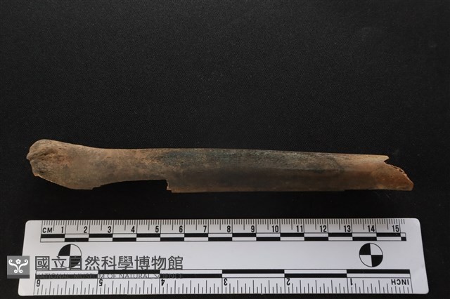 梅花鹿骨藏品圖，第3張