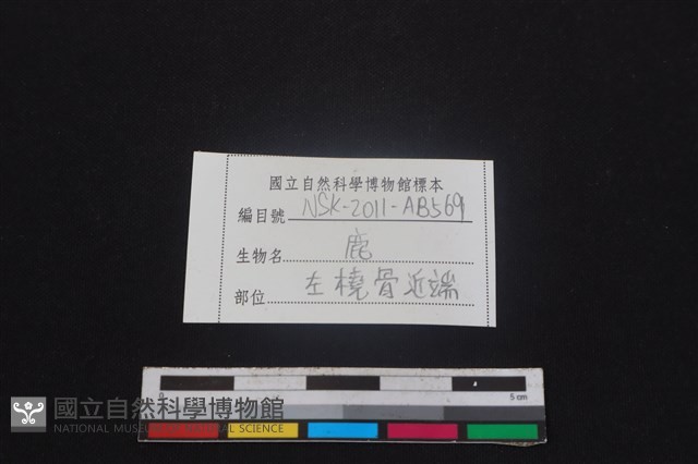 梅花鹿骨藏品圖，第3張