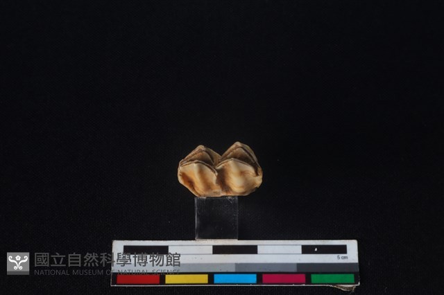 梅花鹿骨藏品圖，第3張