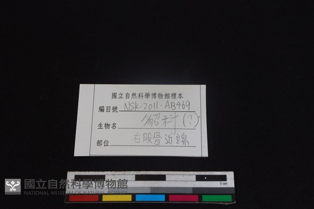 貂科骨藏品圖，第3張