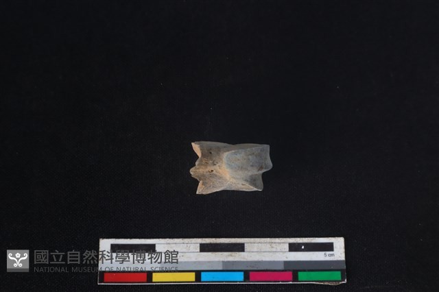 梅花鹿骨藏品圖，第3張