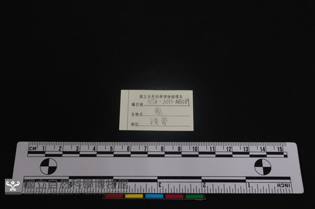 梅花鹿骨藏品圖，第3張