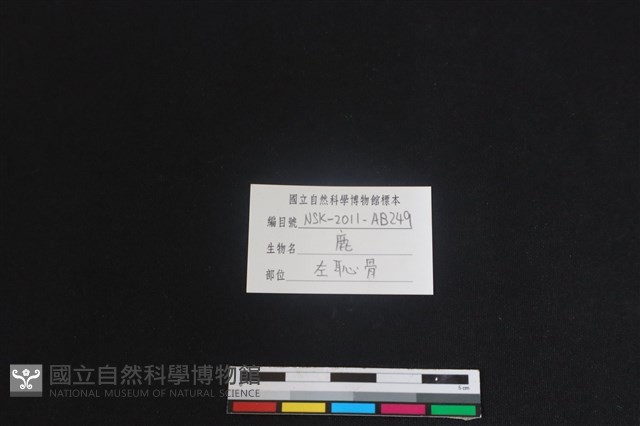 梅花鹿骨藏品圖，第3張