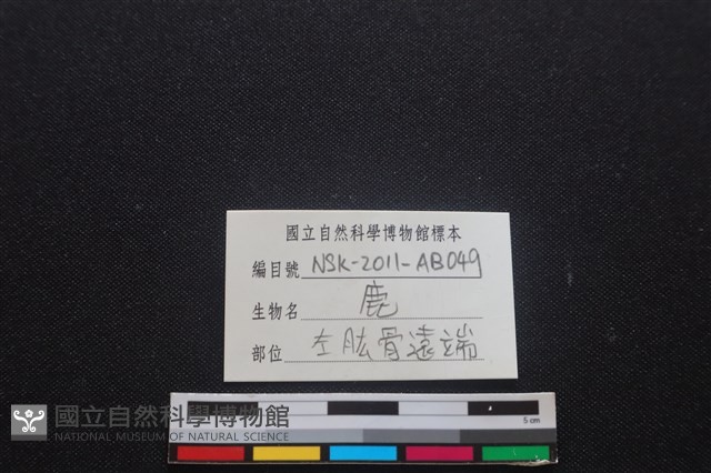 梅花鹿骨藏品圖，第3張