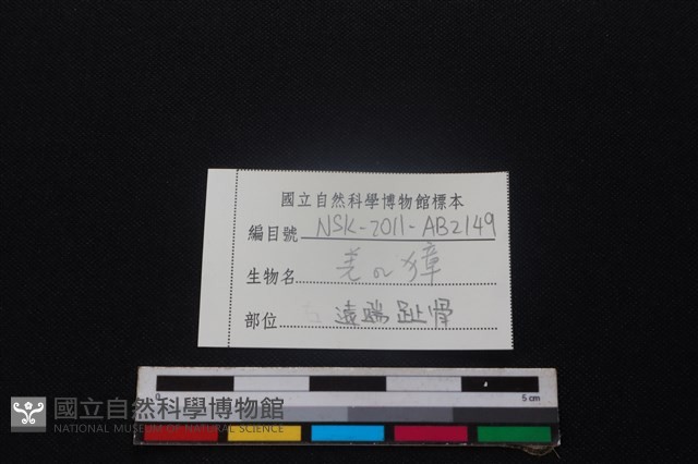 羌或獐骨藏品圖，第3張