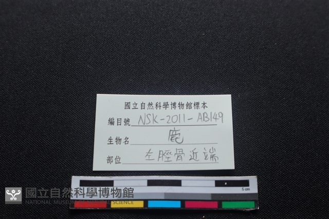 梅花鹿骨藏品圖，第3張