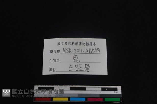 梅花鹿骨藏品圖，第3張