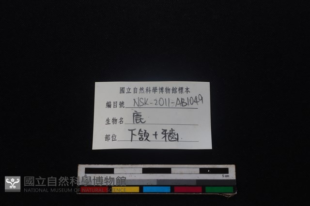 梅花鹿骨藏品圖，第3張
