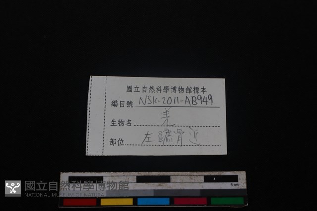 山羌骨藏品圖，第3張