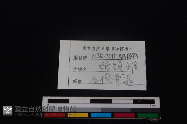環頸雉骨藏品圖，第3張