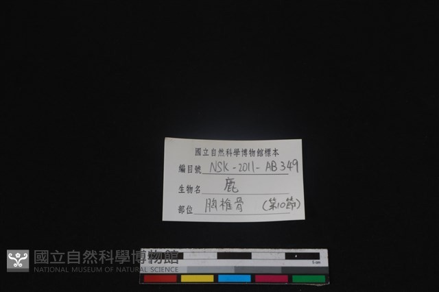 梅花鹿骨藏品圖，第3張
