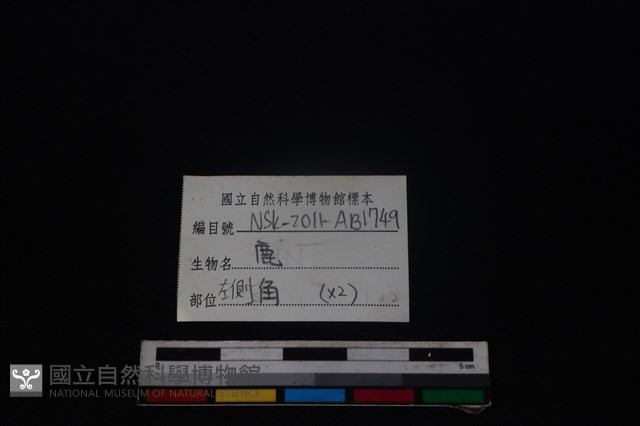 梅花鹿骨藏品圖，第3張
