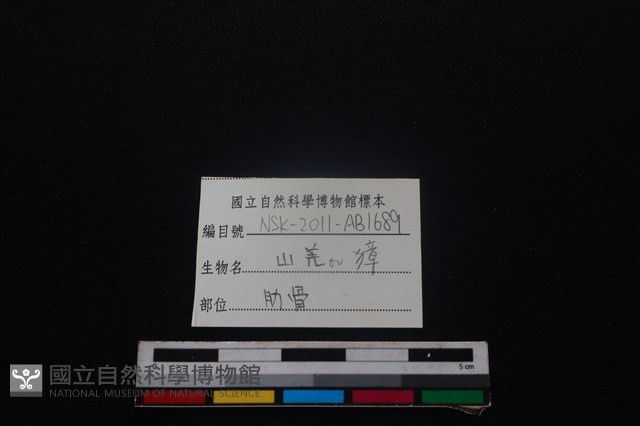 鹿科骨藏品圖，第3張