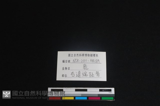 梅花鹿骨藏品圖，第3張