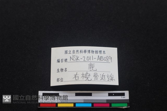 梅花鹿骨藏品圖，第3張