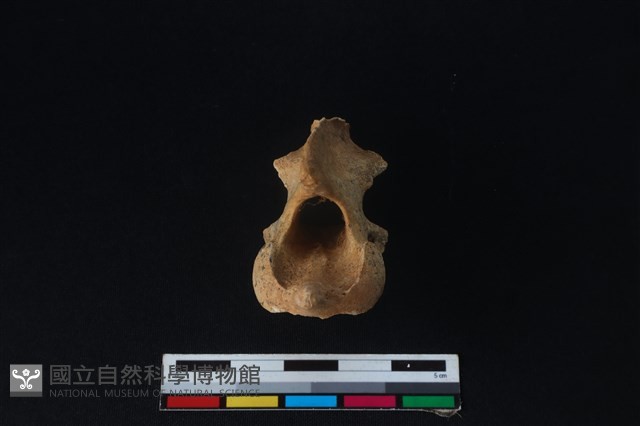 狗骨藏品圖，第3張