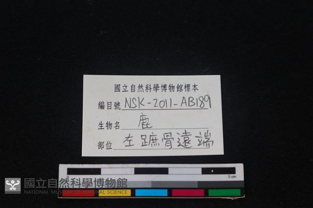 梅花鹿骨藏品圖，第3張