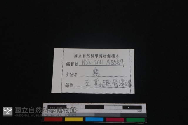 梅花鹿骨藏品圖，第3張