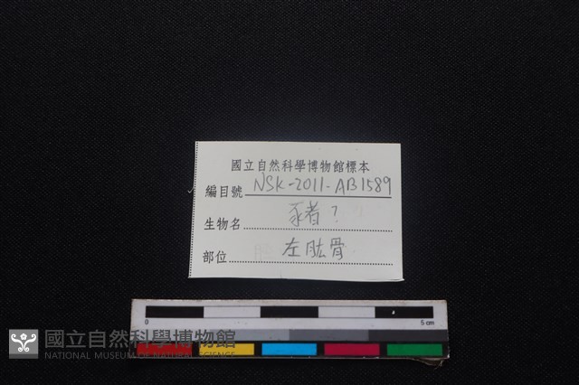豬骨藏品圖，第3張
