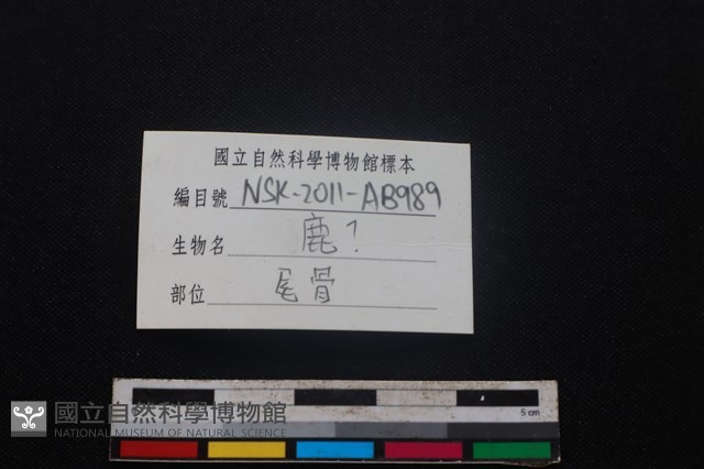 梅花鹿骨藏品圖，第3張