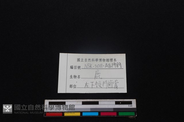 梅花鹿骨藏品圖，第3張