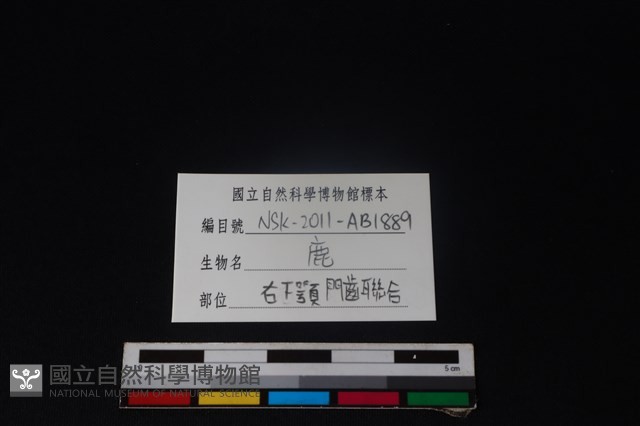 梅花鹿骨藏品圖，第3張