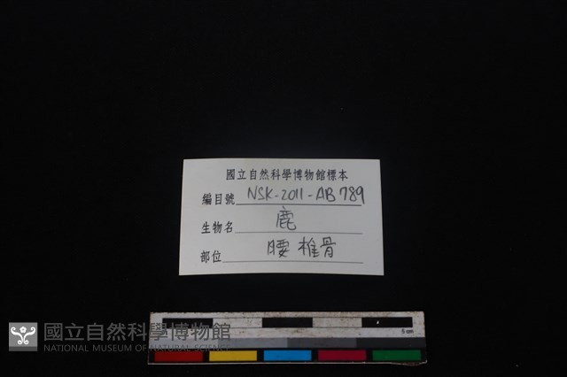 梅花鹿骨藏品圖，第3張