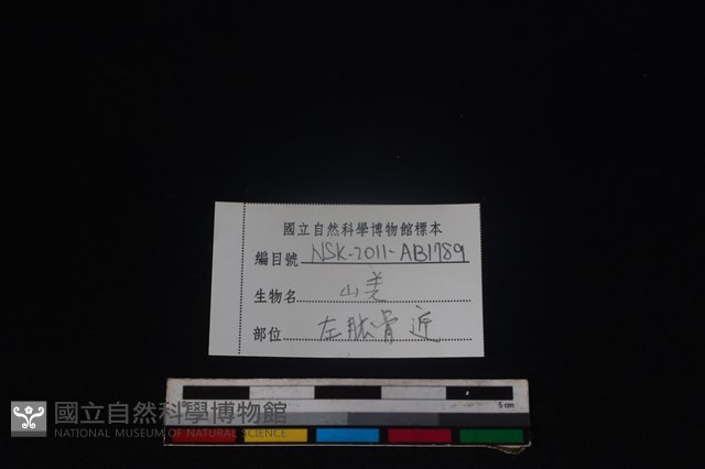山羌骨藏品圖，第3張