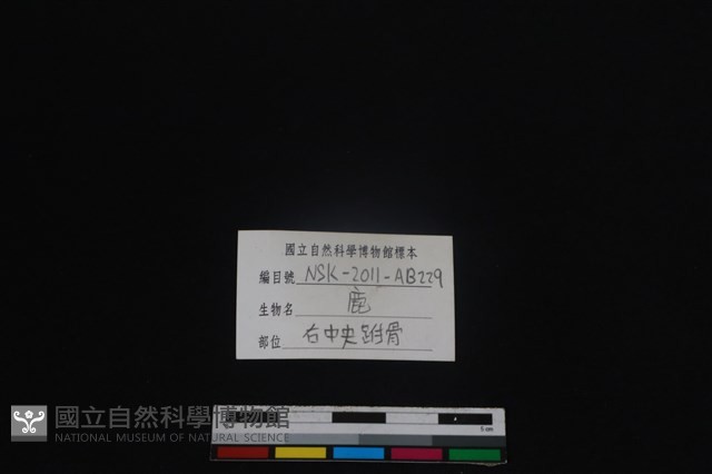 梅花鹿骨藏品圖，第3張