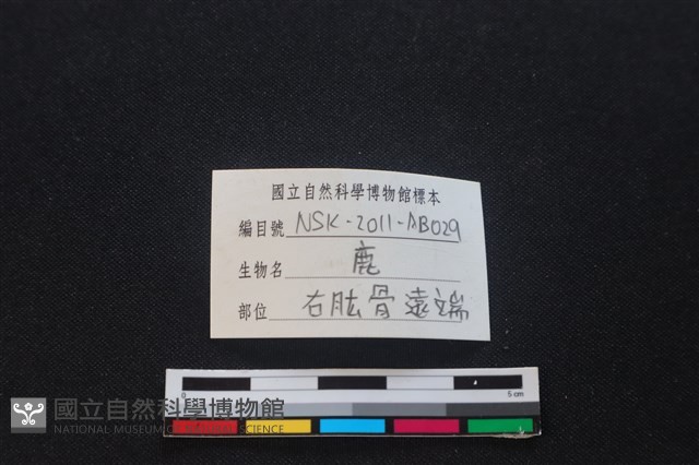 梅花鹿骨藏品圖，第3張