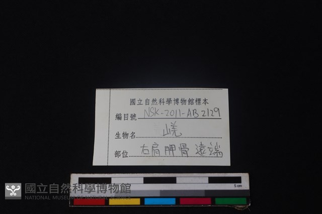 山羌骨藏品圖，第3張