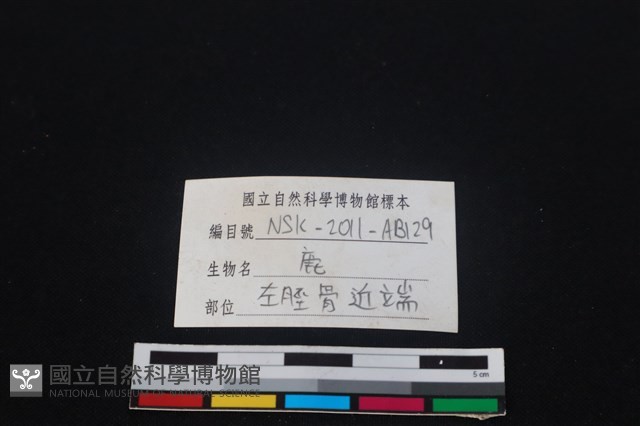 梅花鹿骨藏品圖，第3張