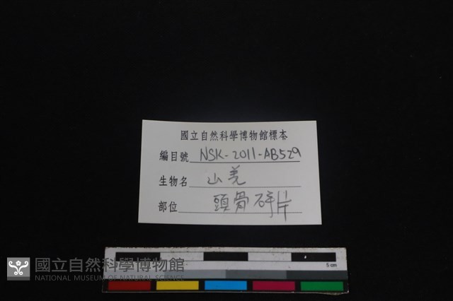 山羌骨藏品圖，第3張