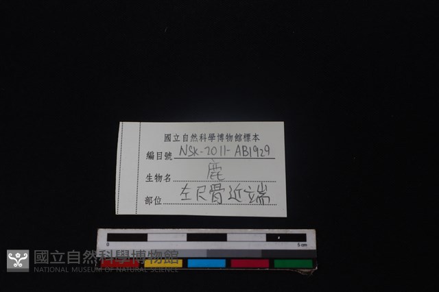 梅花鹿骨藏品圖，第3張