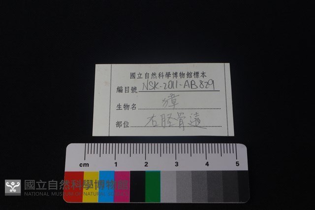 獐骨藏品圖，第3張