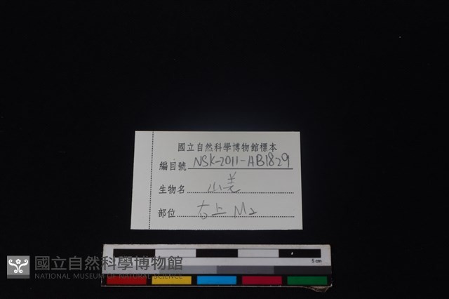 山羌骨藏品圖，第3張