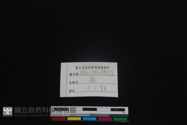 梅花鹿骨藏品圖，第3張