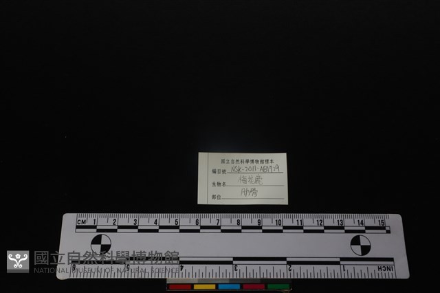 梅花鹿骨藏品圖，第3張