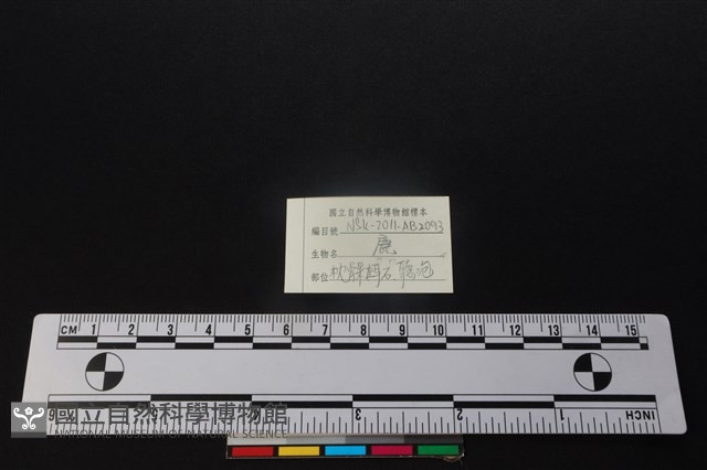 鹿骨藏品圖，第3張
