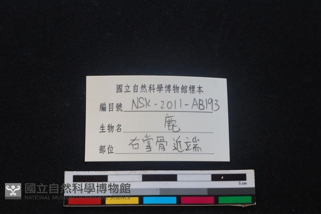 梅花鹿骨藏品圖，第3張
