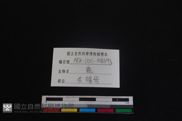 梅花鹿骨藏品圖，第3張