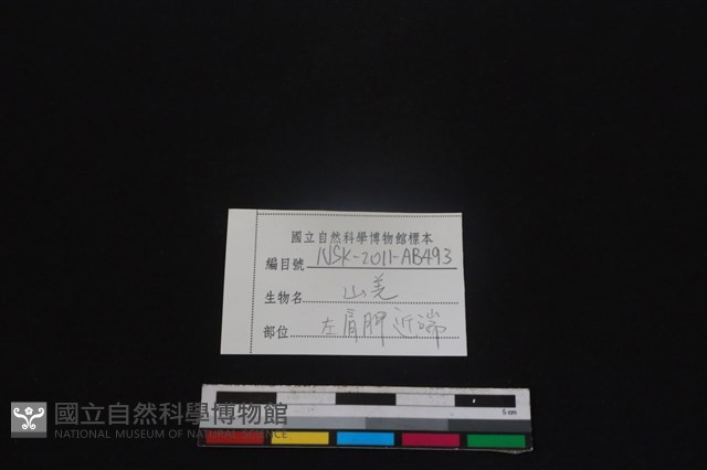 山羌骨藏品圖，第3張