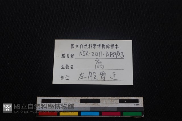 梅花鹿骨藏品圖，第3張
